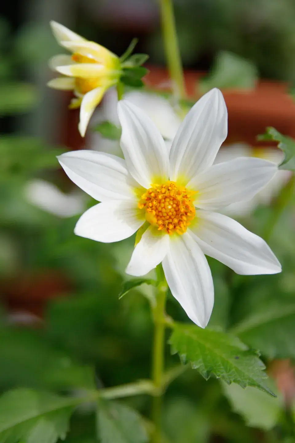 Jedna z květin, která zdobí zahradu