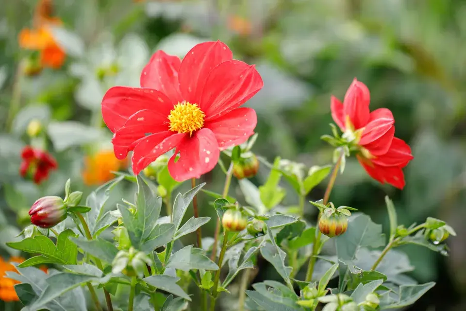 Jedna z květin, která zdobí zahradu