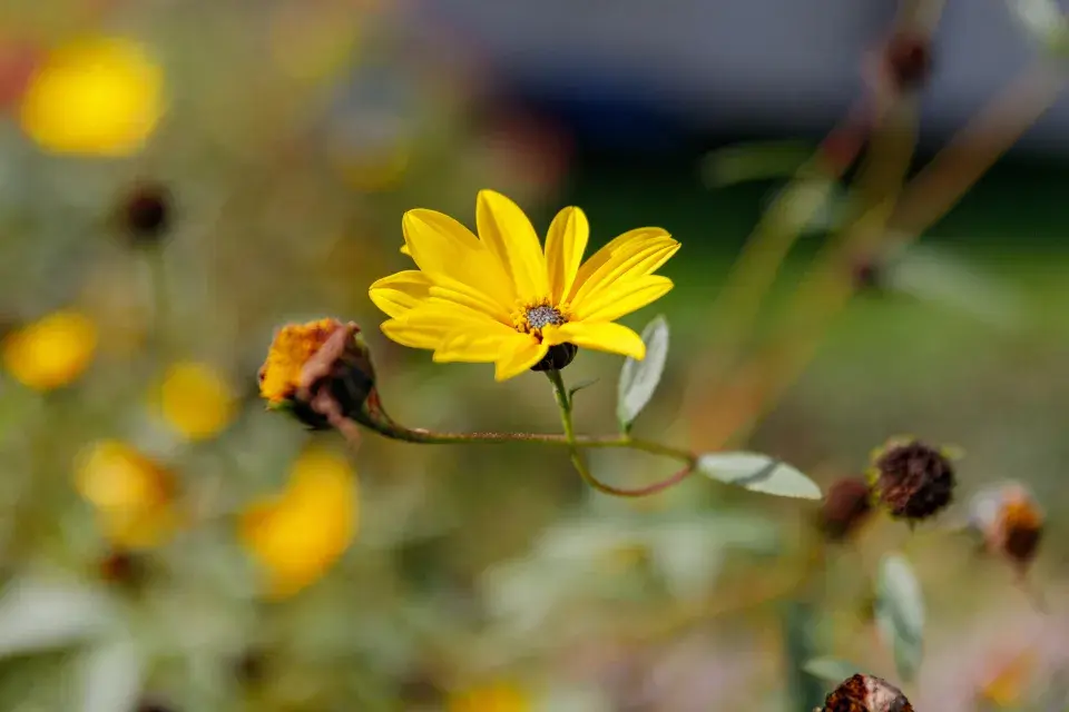 Jedna z květin, která zdobí zahradu