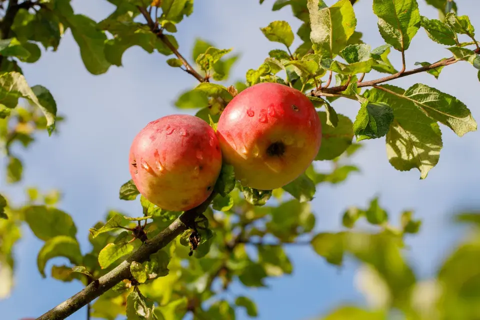 Jabloně ze Sadu smíření v Neratově