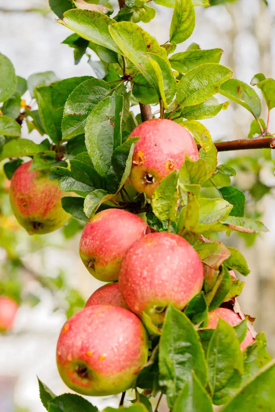 Jabloně ze Sadu smíření v Neratově