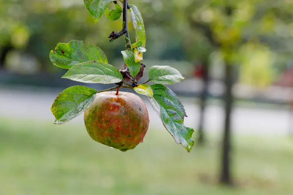 Jabloně ze Sadu smíření v Neratově