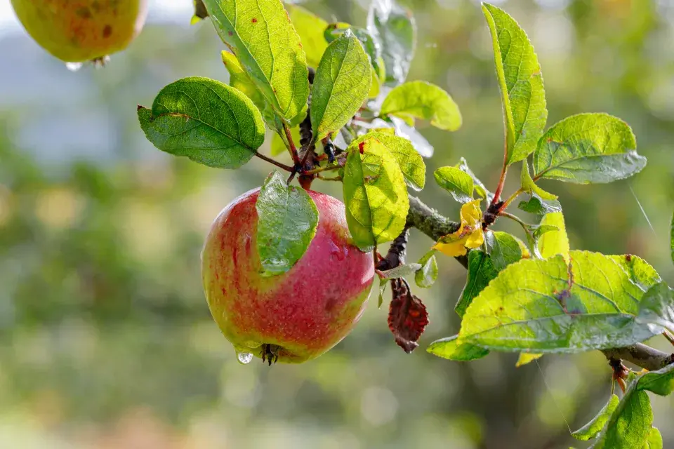 Jabloně ze Sadu smíření v Neratově
