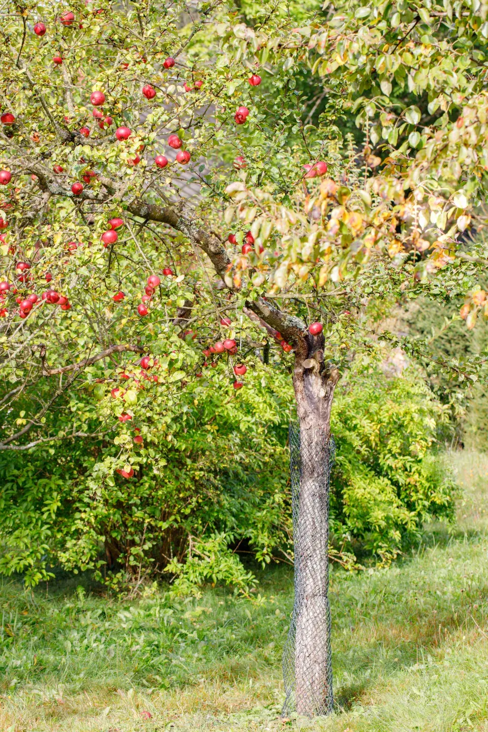 Strom jabloně v sadu Smíření v Neratově