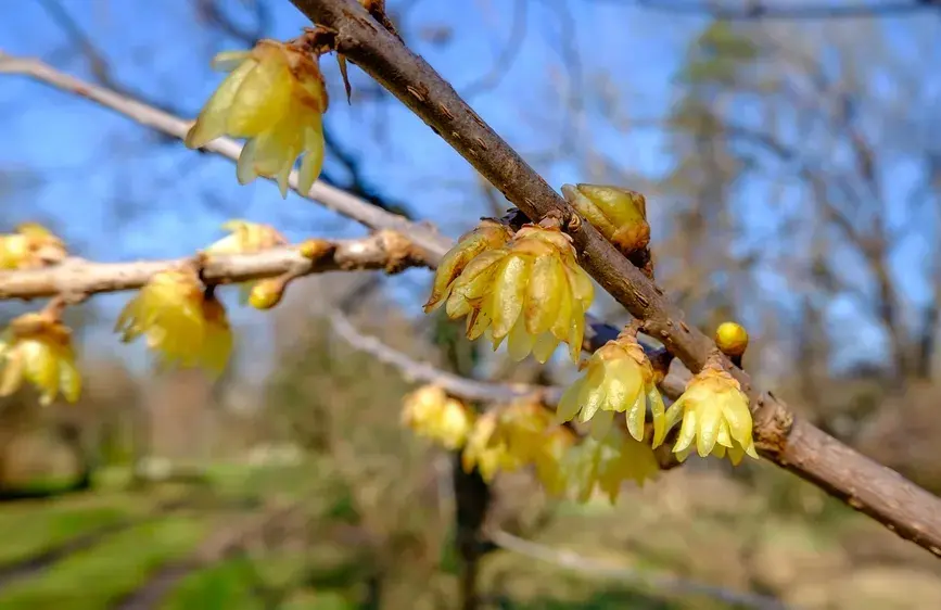Zimnokvět neboli zimokvět časný (Chimonanthus praecox)