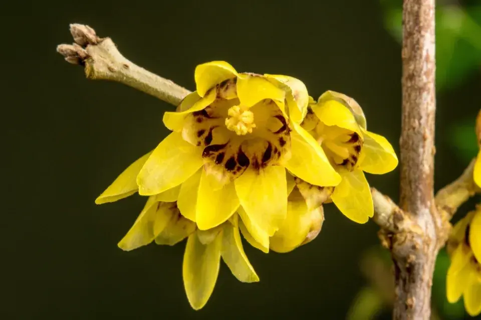 Zimnokvět neboli zimokvět časný (Chimonanthus praecox)