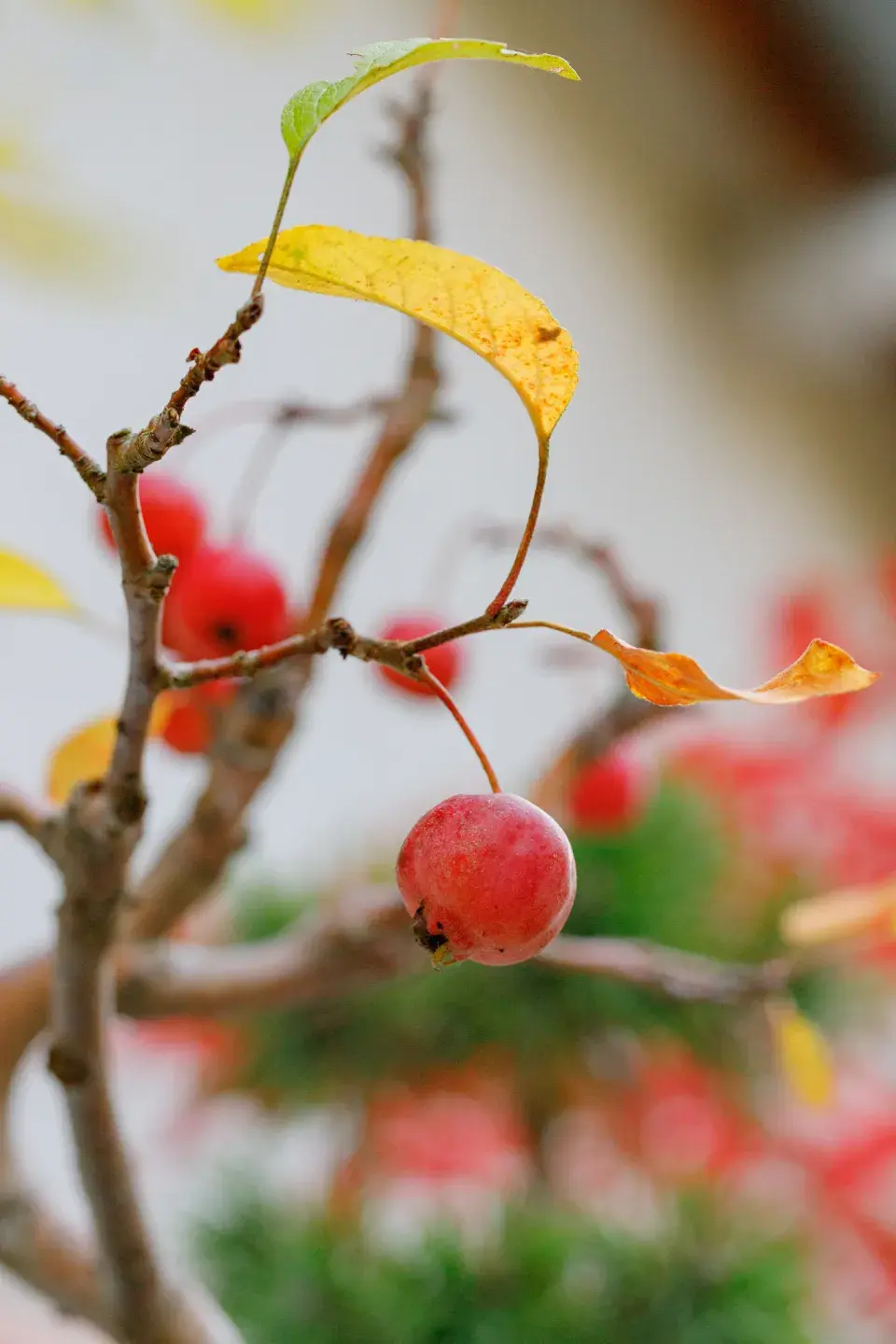 Půvabné granátové jablko