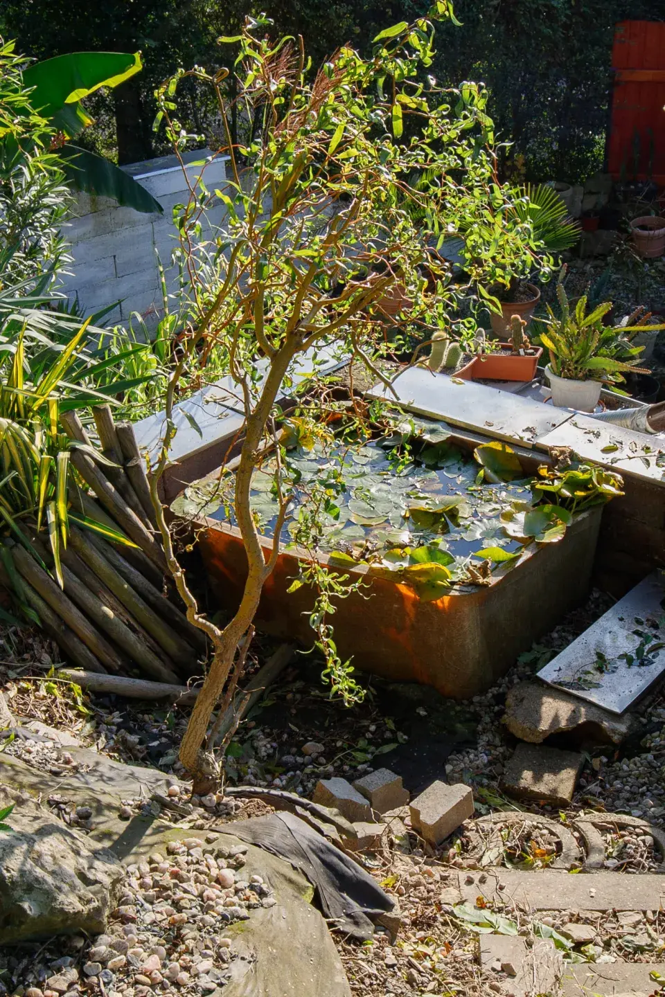 Část zahrady, kde se daří leknínům.