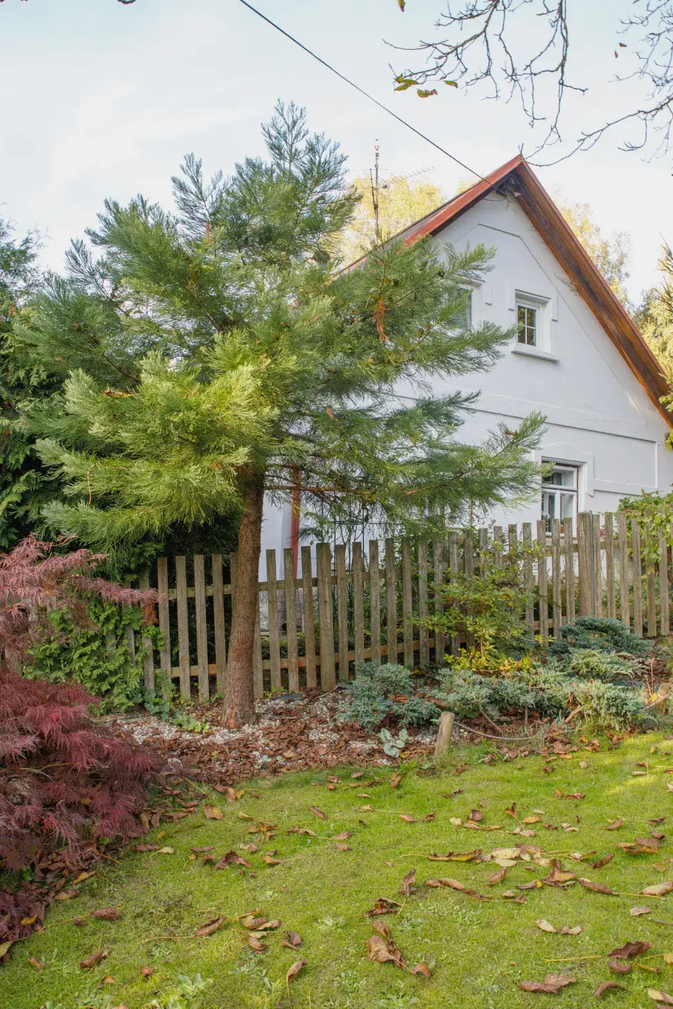 Oblíbený Ladislavův sekvojovec obrovský