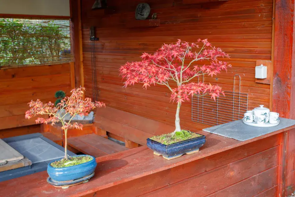 Altánek a bonsaje v japonské zahradě