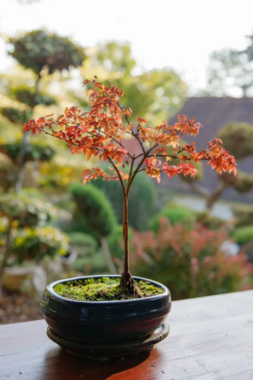Bonsaj symbolizující podzimní proměnu přírody