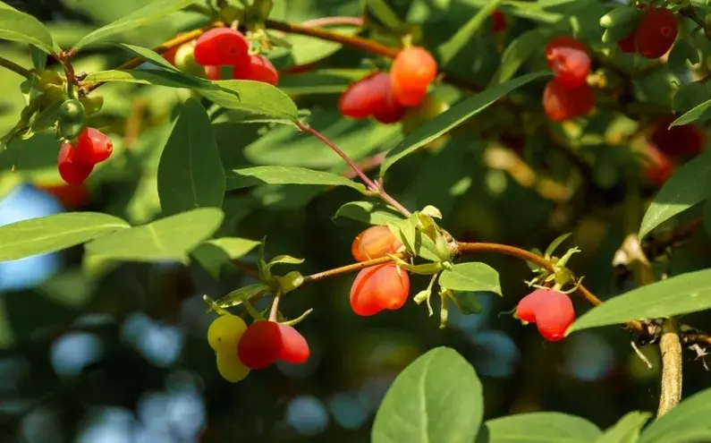 Zimolez vonný či nejvonnější (Lonicera fragrantissima)