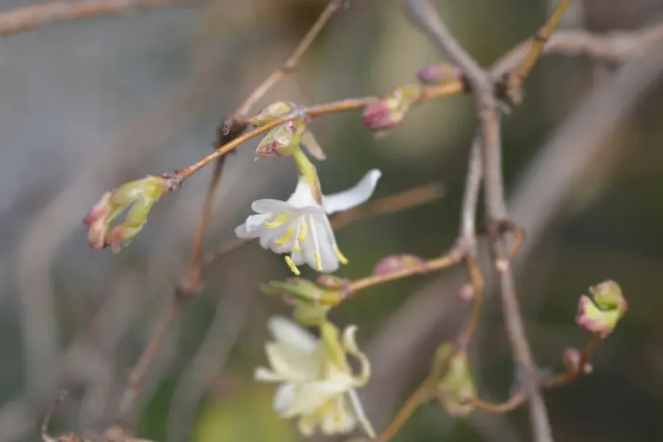 Zimolez vonný či nejvonnější (Lonicera fragrantissima)