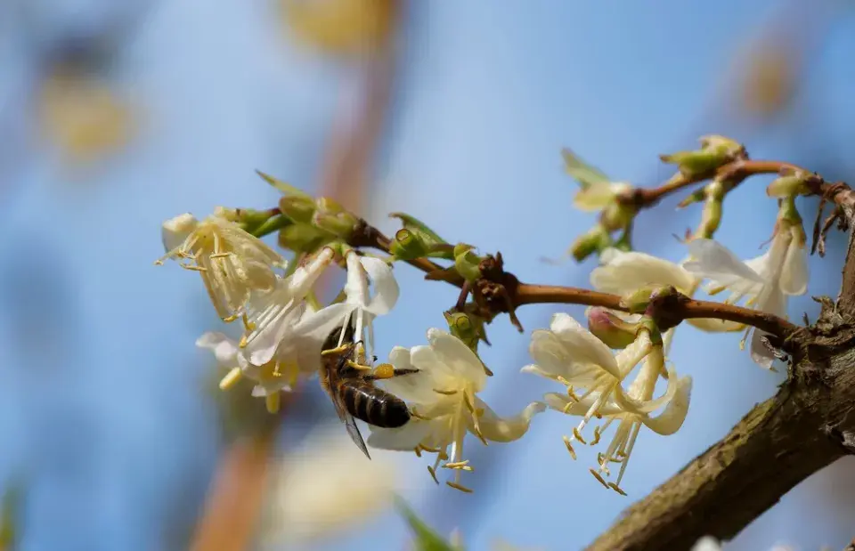 Zimolez vonný či nejvonnější (Lonicera fragrantissima)