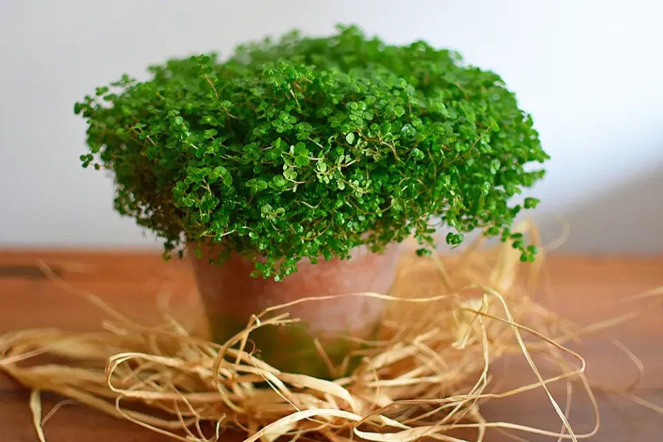 Helxinie, domácí štěstí (Soleirolia soleirolii, syn. Helxine soleirolii)