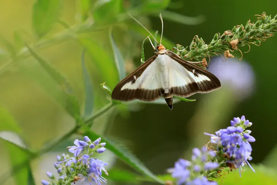 dospělý motýl zavíječe zimostrázového