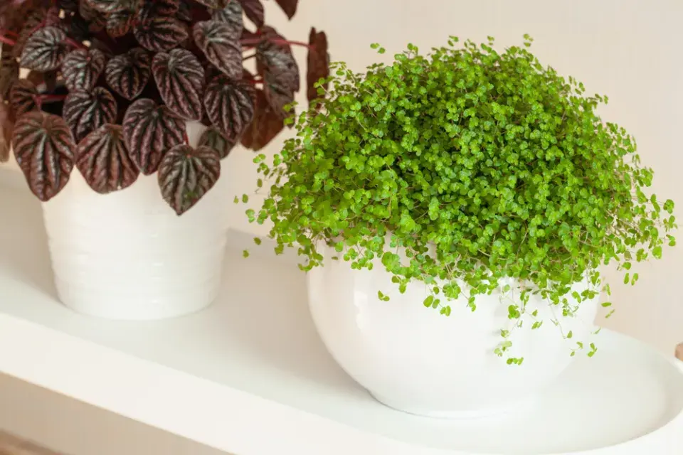 Helxinie, domácí štěstí (Soleirolia soleirolii, syn. Helxine soleirolii)