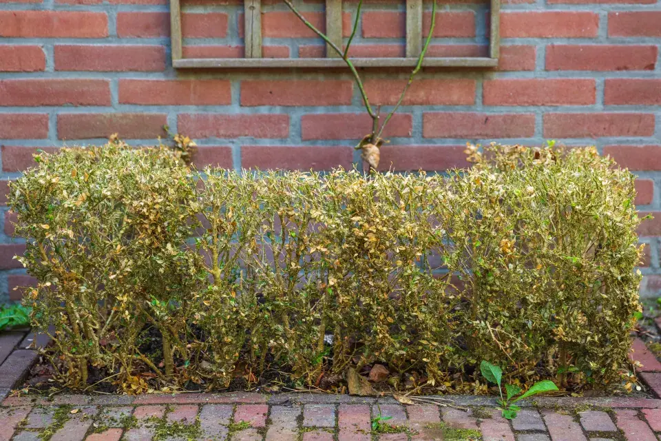 housenky zavíječe zimostrázového