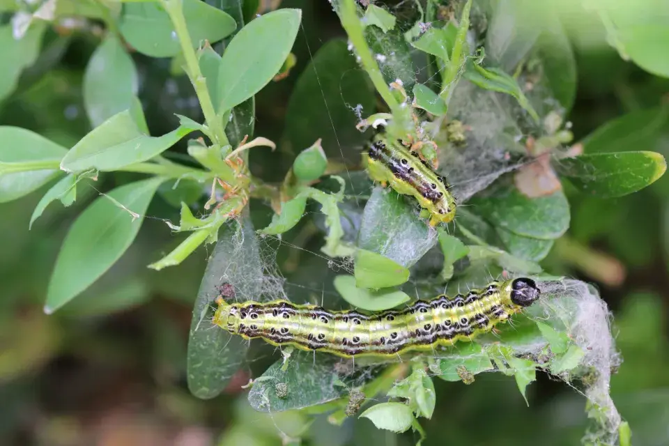 housenky zavíječe zimostrázového