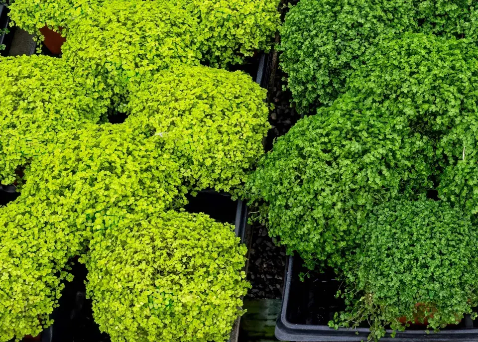 Helxinie, domácí štěstí (Soleirolia soleirolii, syn. Helxine soleirolii)