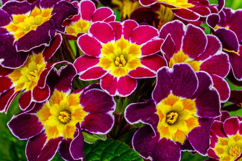 Primule bezlodyžná