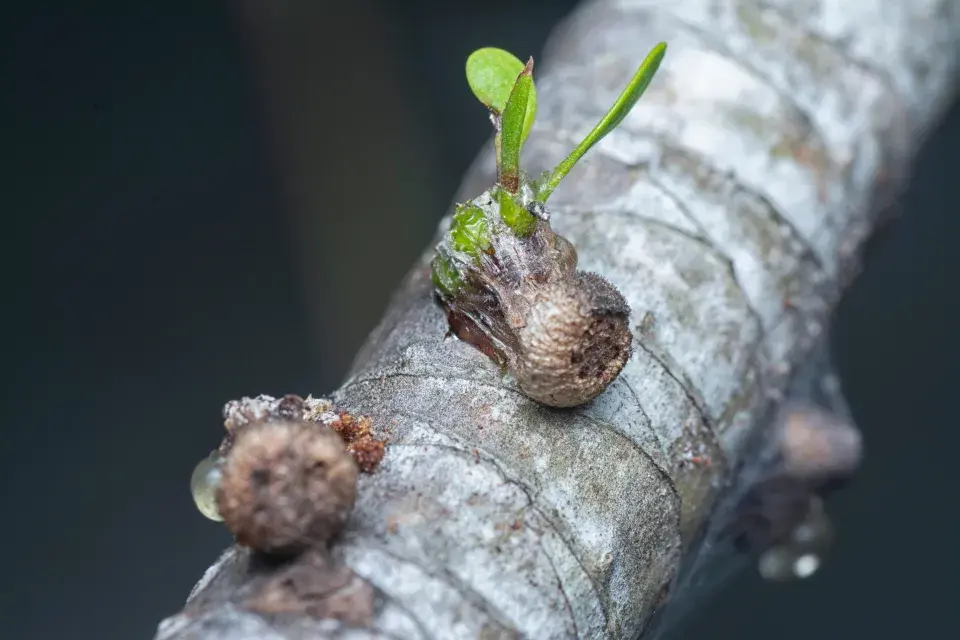 uchycení jmelí pomocí speciálních kořenů