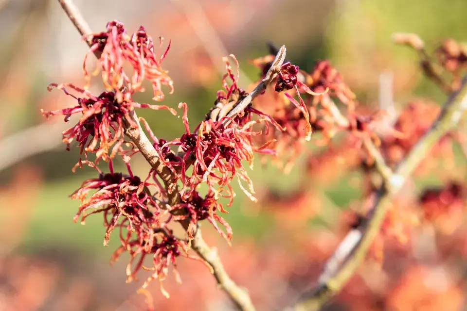 vilín prostřední ´Diane´