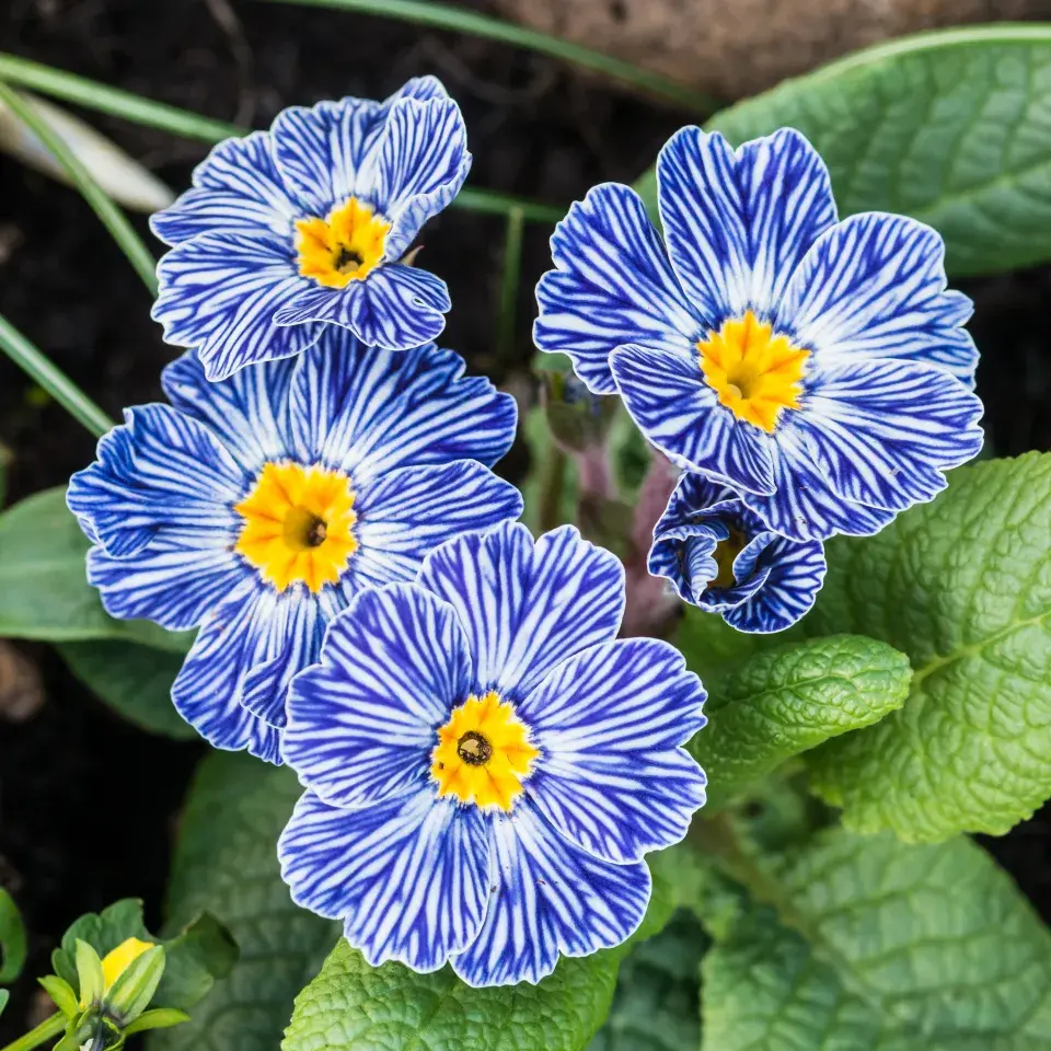 Primule bezlodyžná