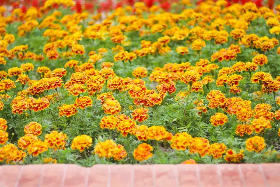 Aksamitník, afrikán (Tagetes)