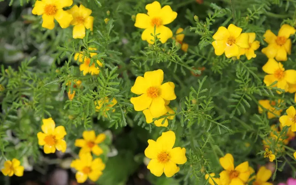 Aksamitník, afrikán (Tagetes)