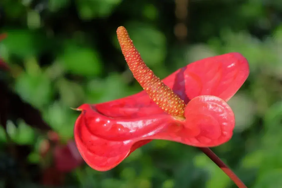 Anturie, toulitka (Anthurium) 