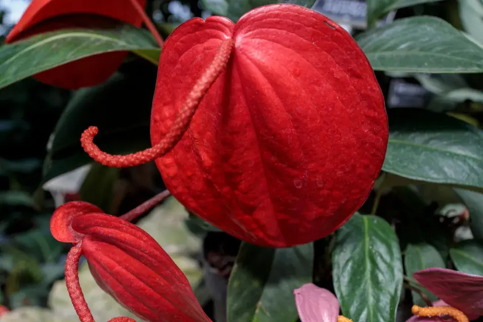 Anturie, toulitka (Anthurium) 