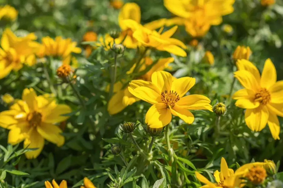 Dvouzubec (Bidens)