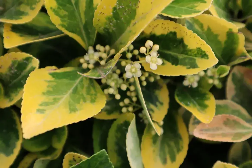 Brslen japonský (Euonymus japonicus)