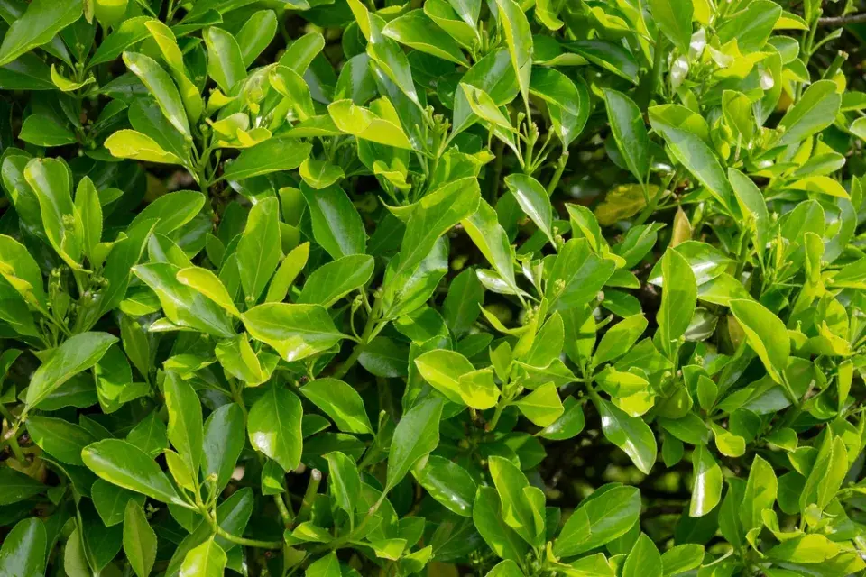 Brslen japonský (Euonymus japonicus)