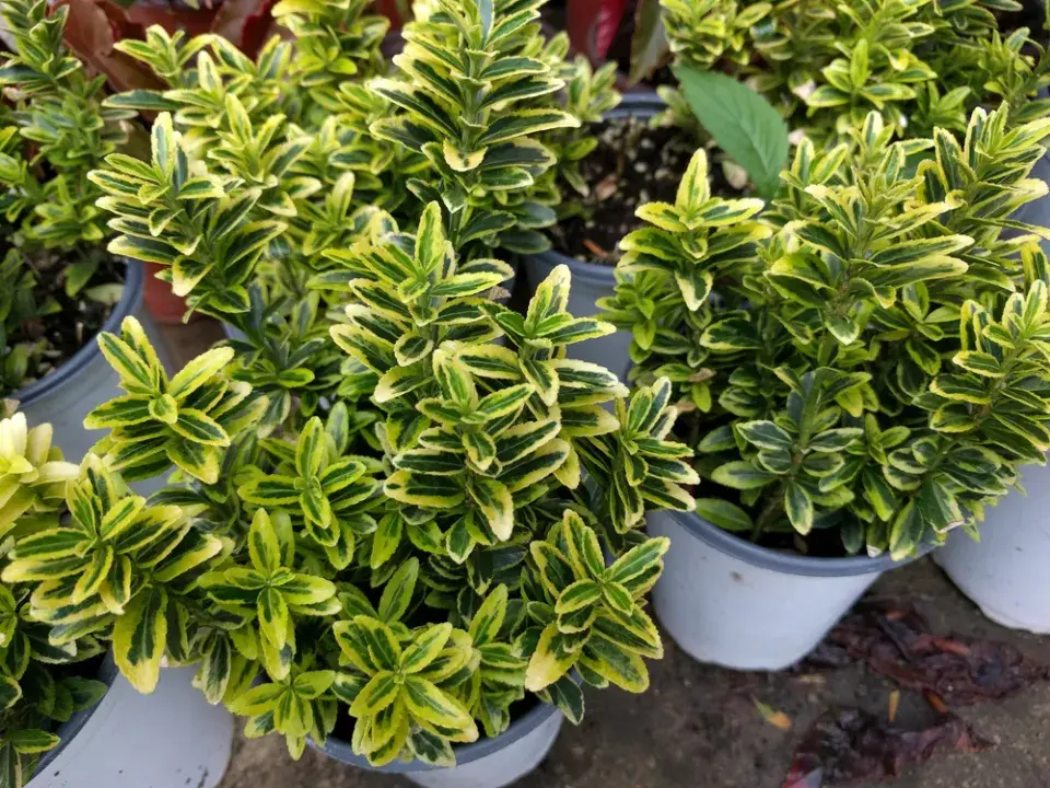 Brslen japonský (Euonymus japonicus)