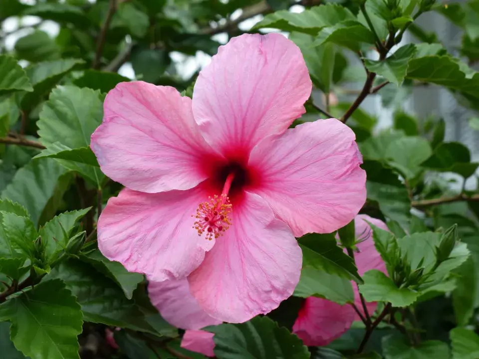 ibišek čínský (Hibiscus rosa-sinensis)