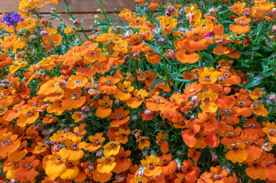 Hledíkovka (Nemesia)