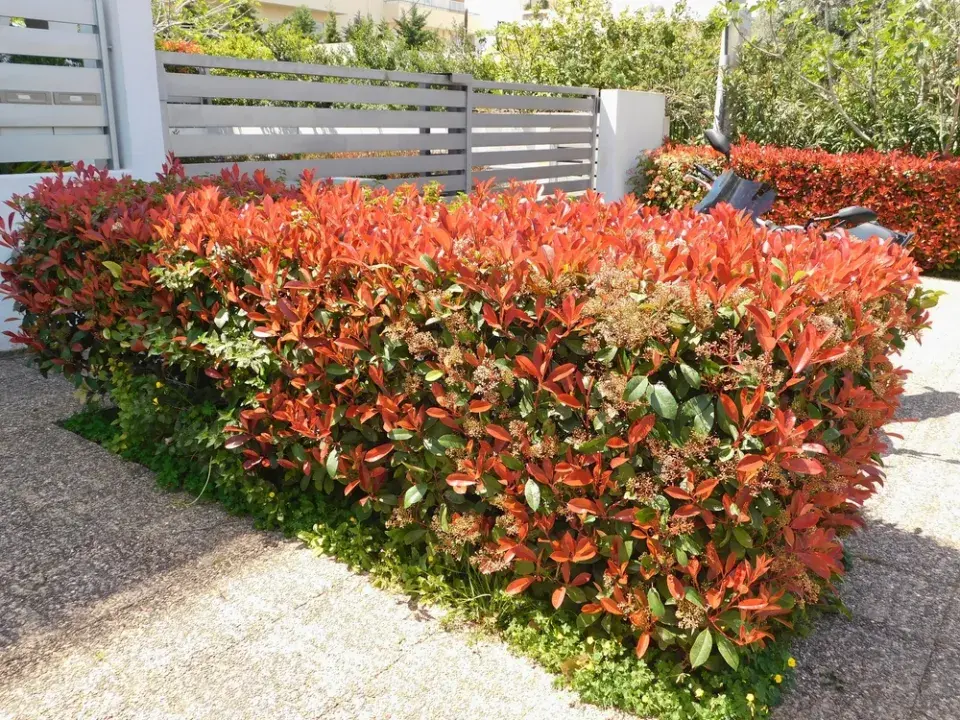 Blýskavka (Photinia)