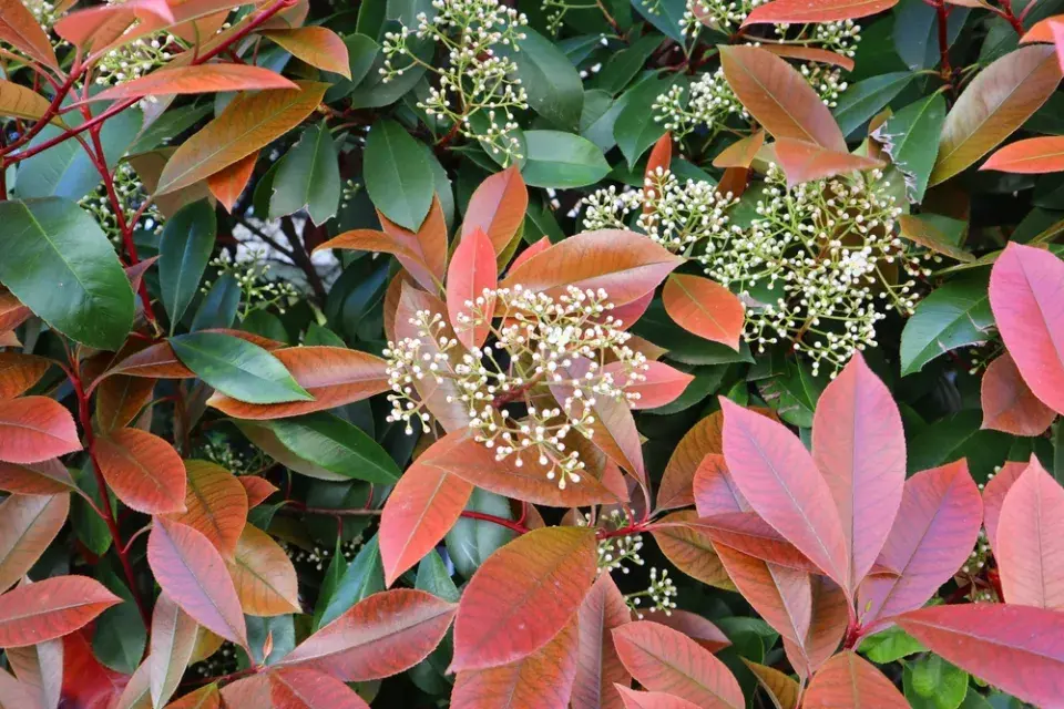 Blýskavka (Photinia)