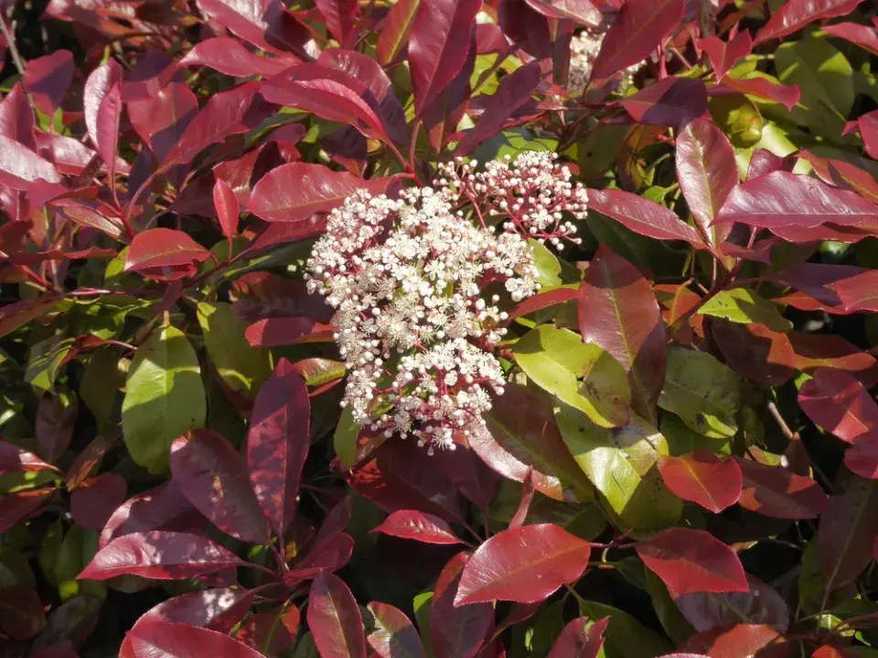 Blýskavka (Photinia)