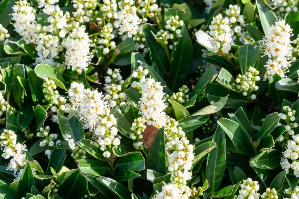 Bobkovišeň (Prunus laurocerasus)