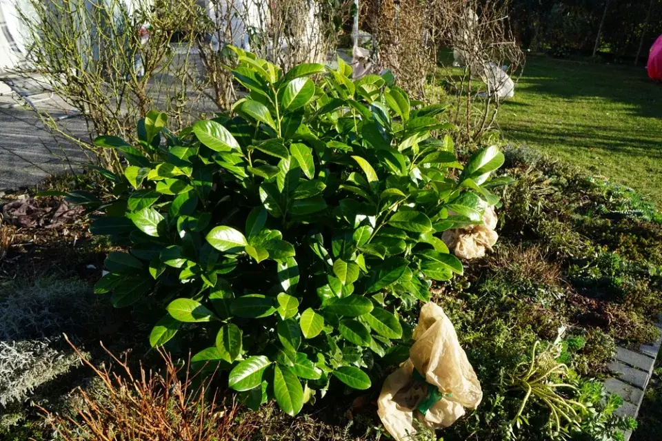 Bobkovišeň (Prunus laurocerasus)