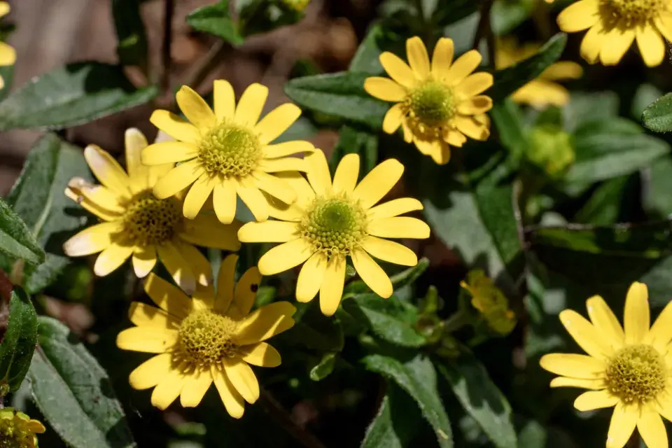 Vitálka poléhavá (Sanvitalia procumbens)