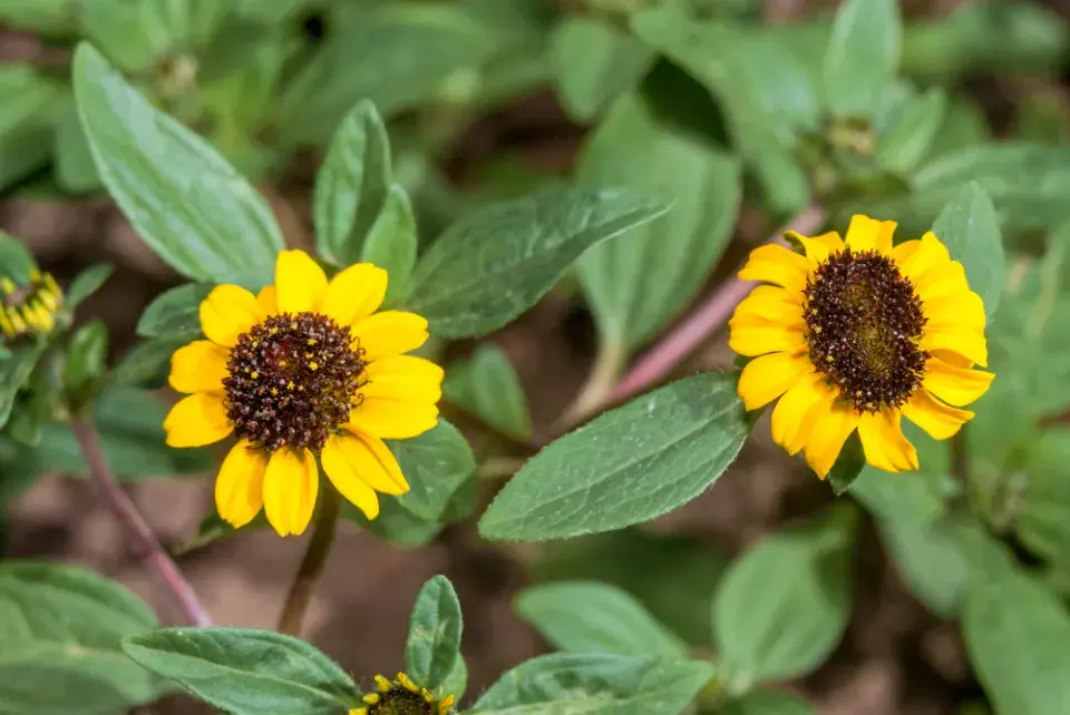 Vitálka poléhavá (Sanvitalia procumbens)