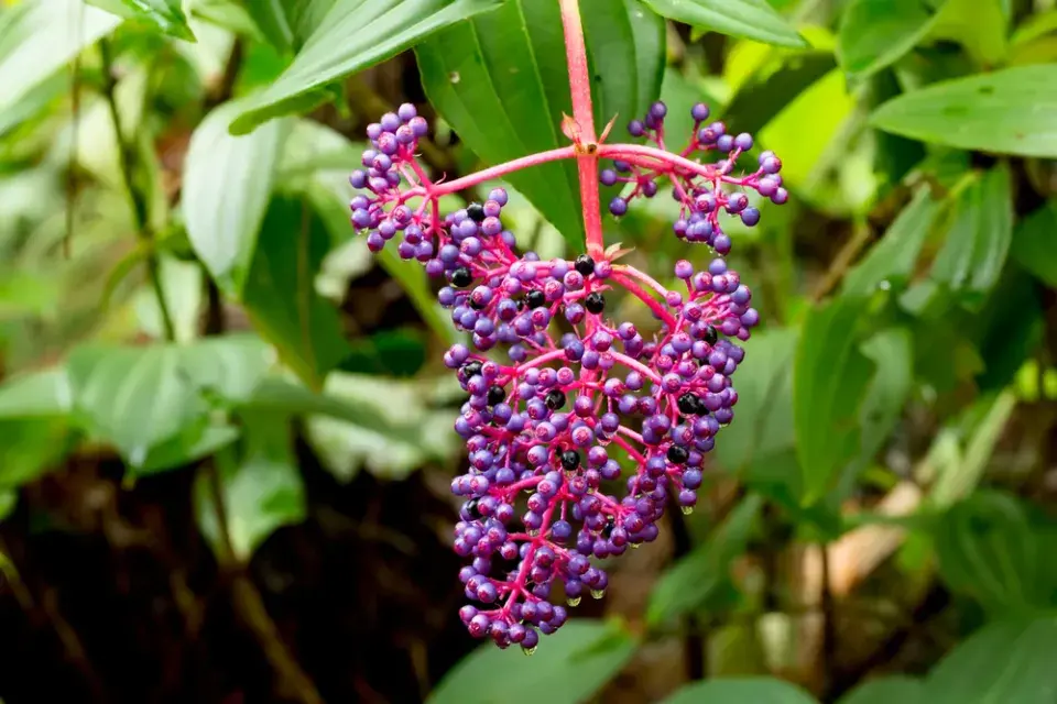 Tupoušek sloní, tupoušek pyšný, medinila (Medinilla magnifica)
