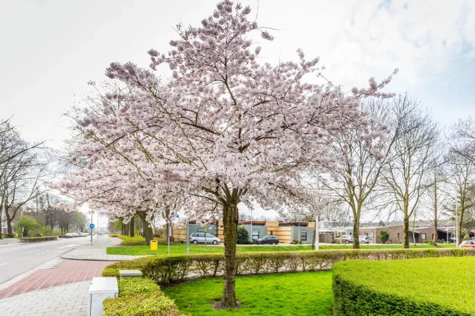 Slivoň chloupkatá (Prunus subhirtella)