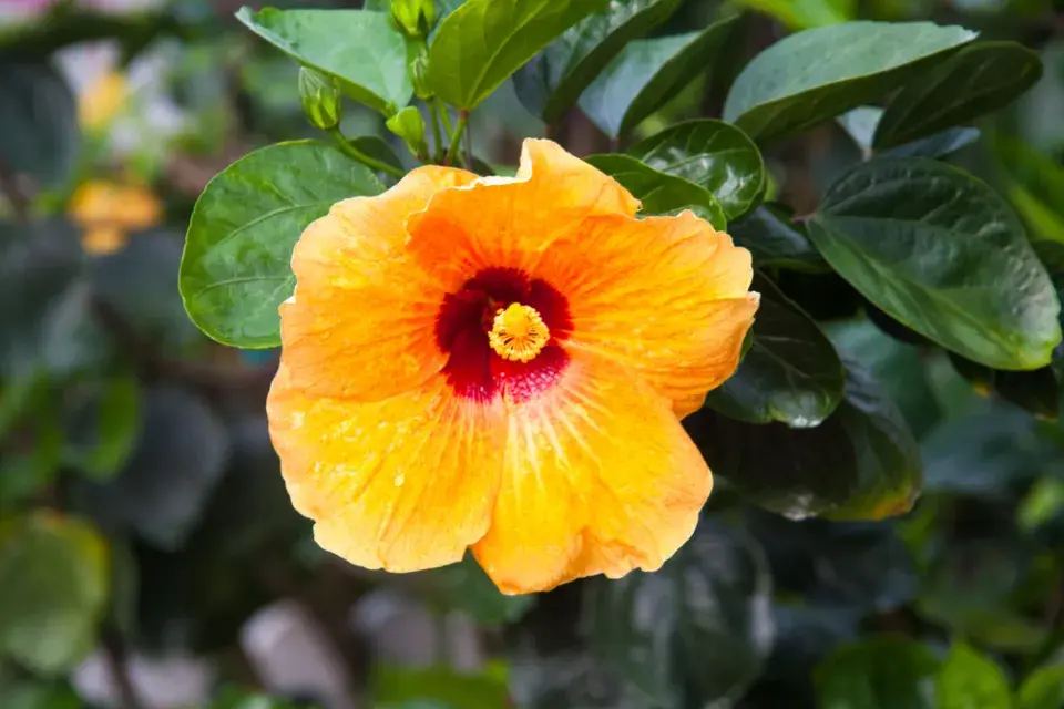 ibišek čínský (Hibiscus rosa-sinensis)