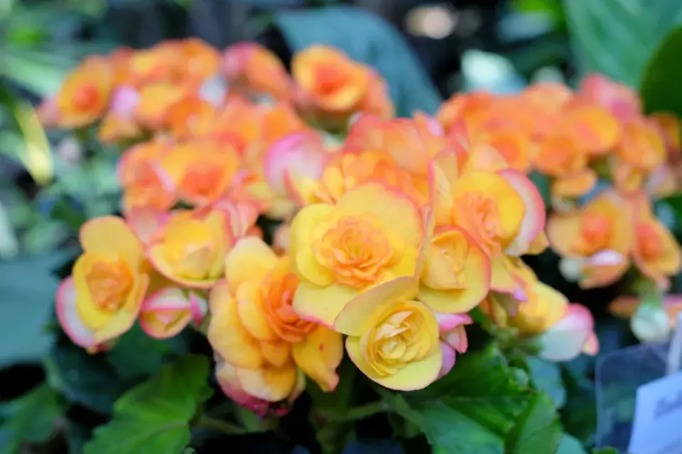 Begonie (Begonia elatior) 