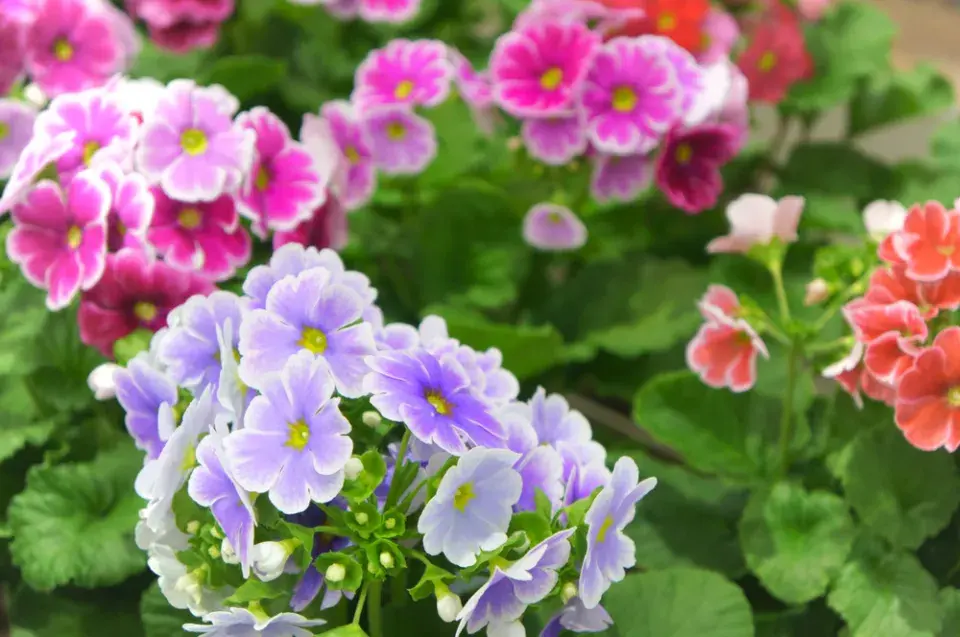 Prvosenka nálevkovitá (Primula obconica)